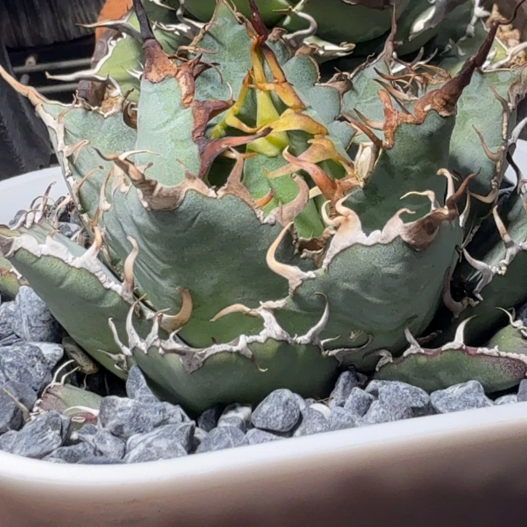 龙舌兰仁王冠籽播