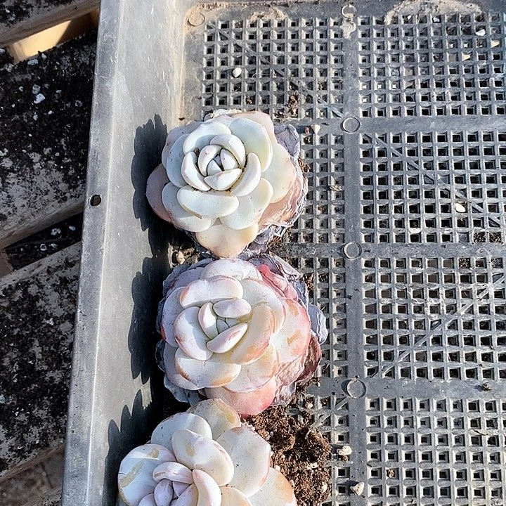 拾*•直播间随单3颗雪莲