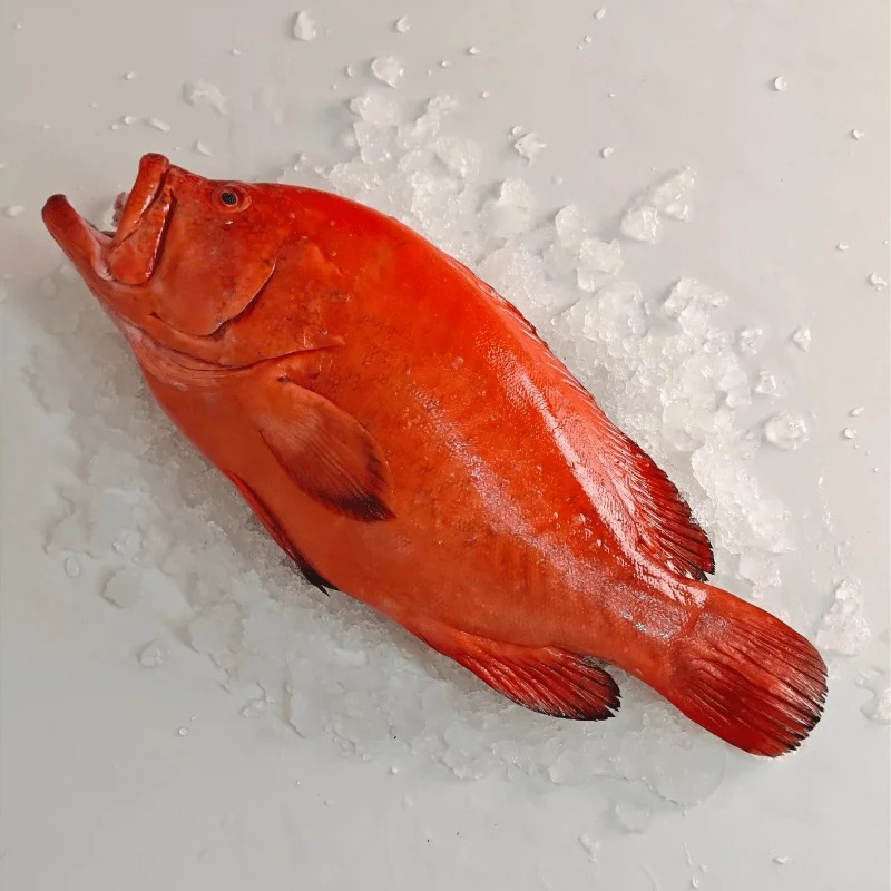 冷冻东星斑肉质肥美