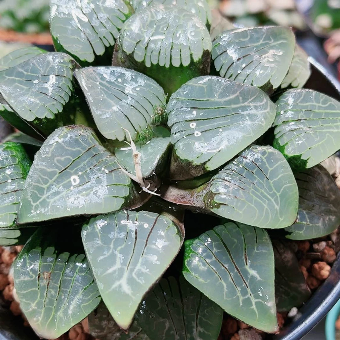 【闪购商品】听*实生寿