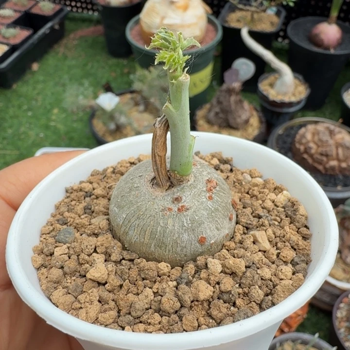 锦珊瑚578 仙人球