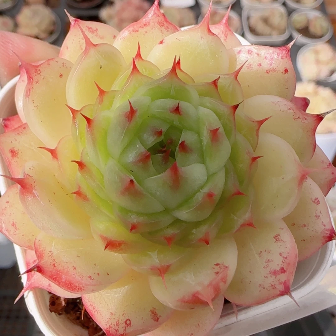 花语多肉1226-273海心母本