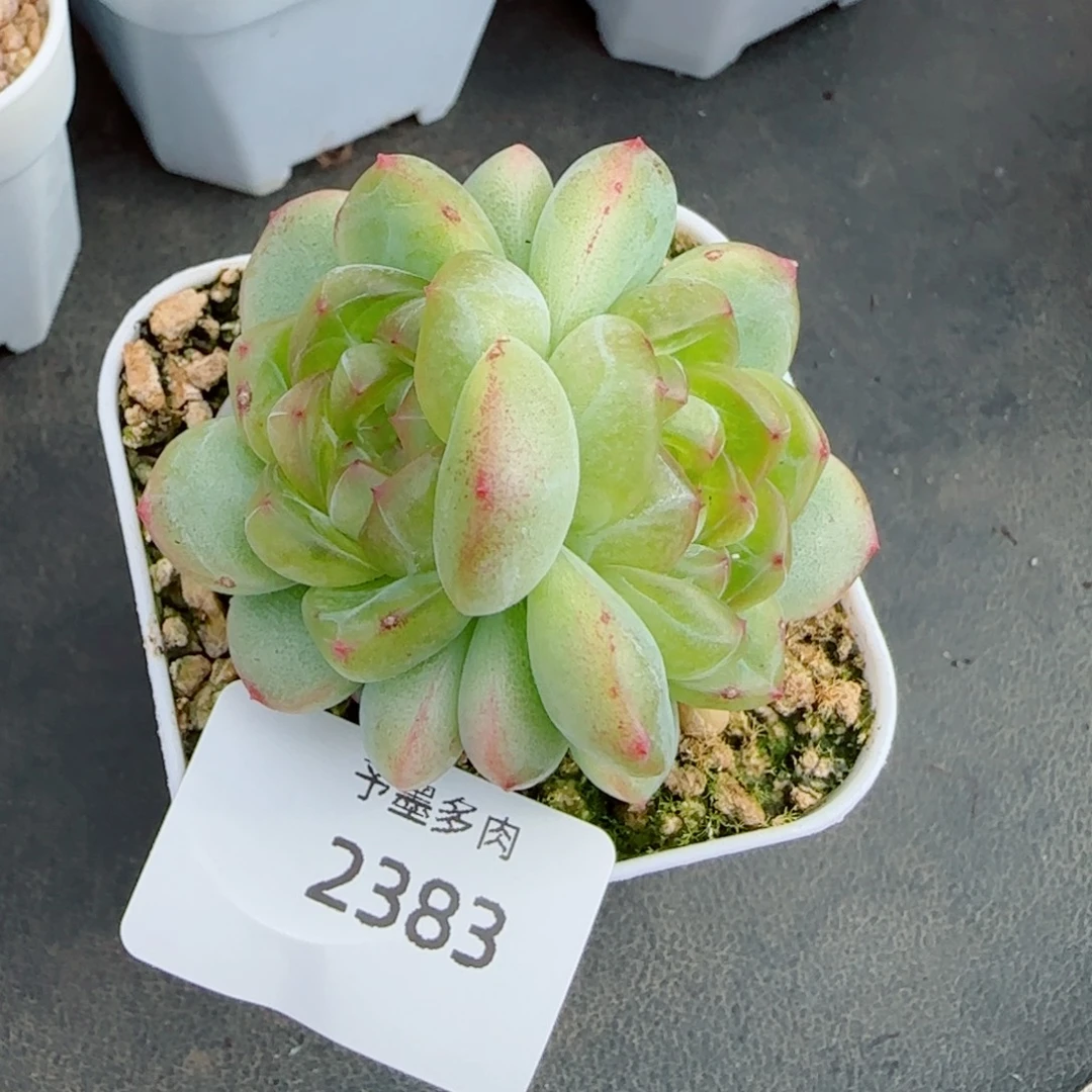 绿透珍妮，2383多肉