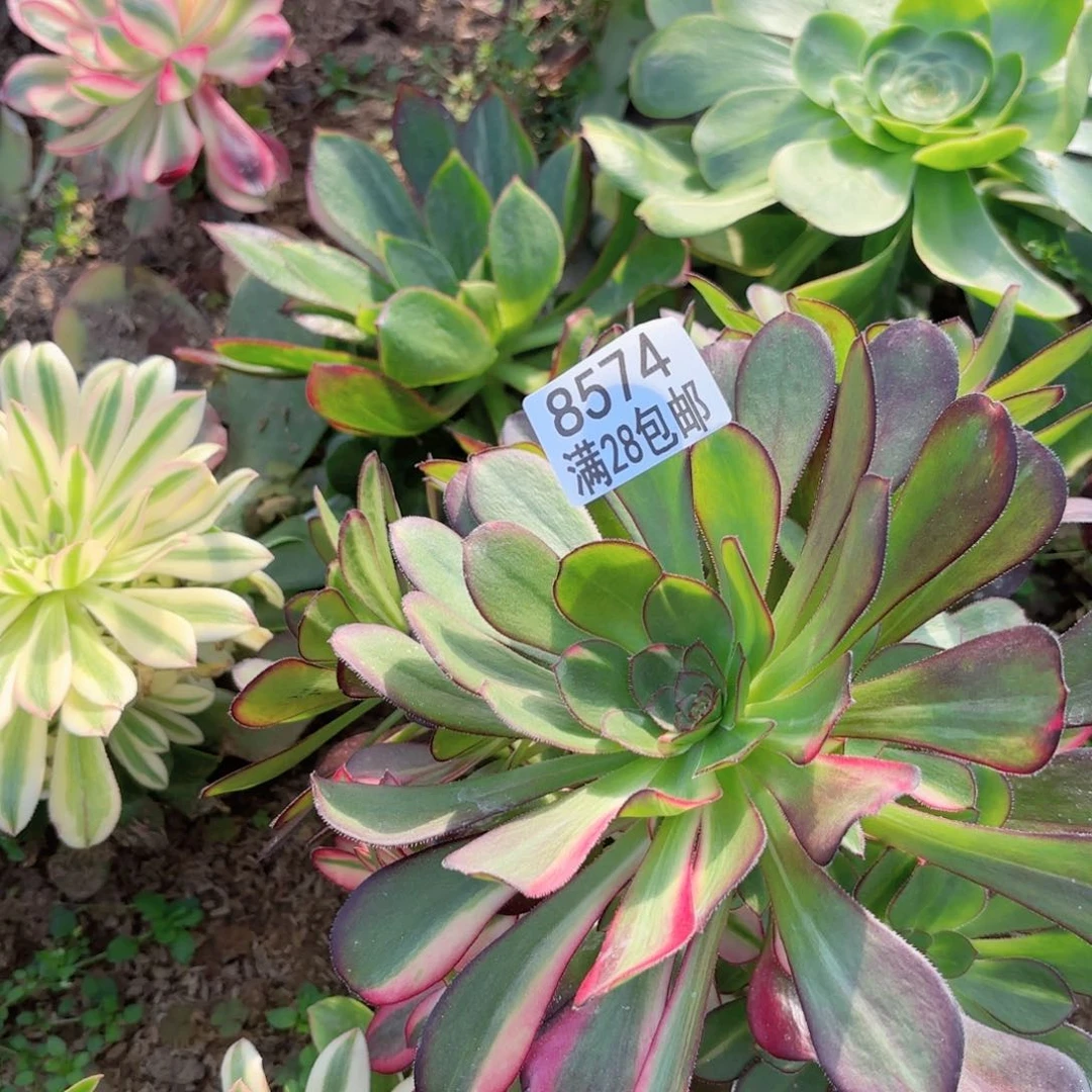 @***改G. 8574花蝴蝶多肉