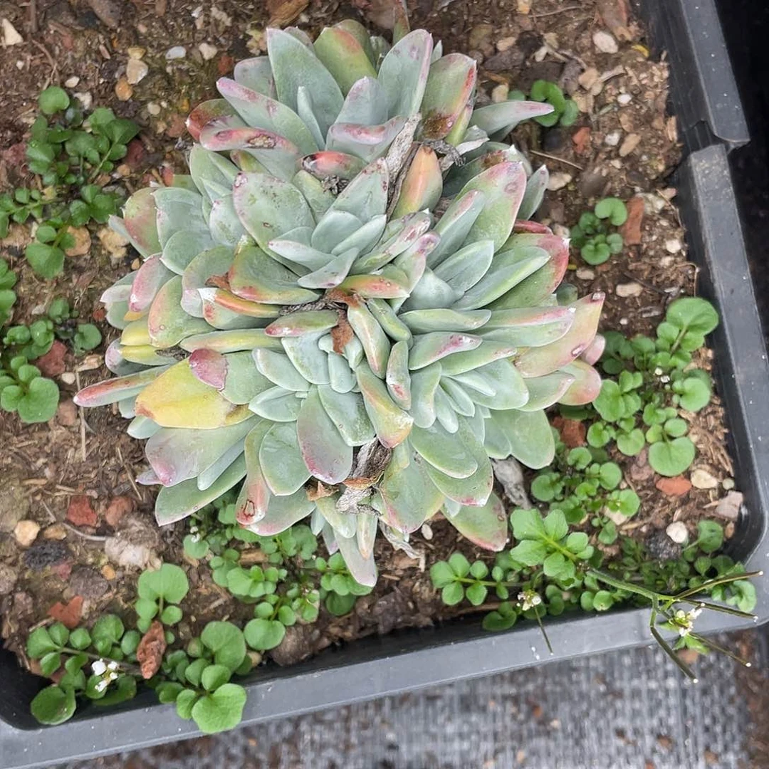 東*妤贝拉多头老桩11859