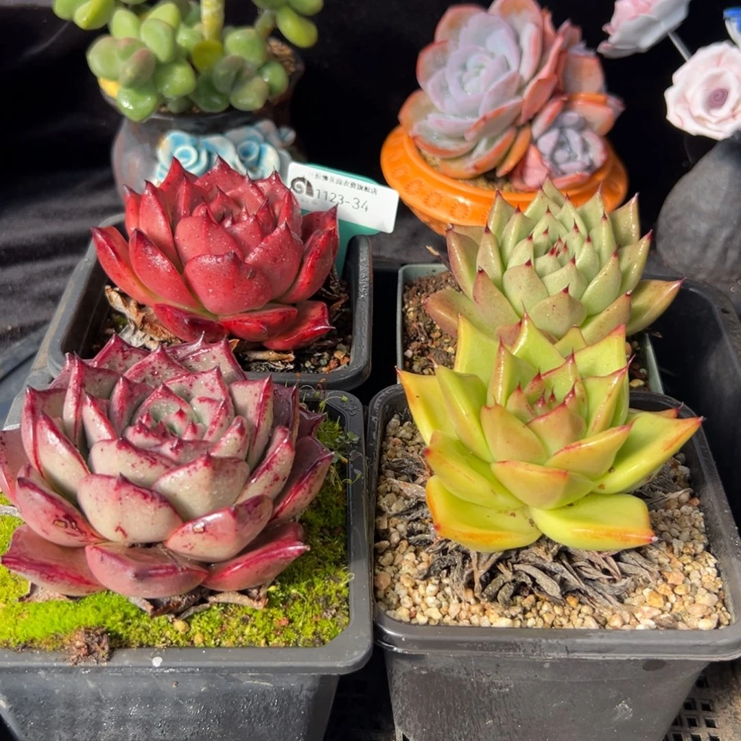 从前慢花园多肉编号1123-34