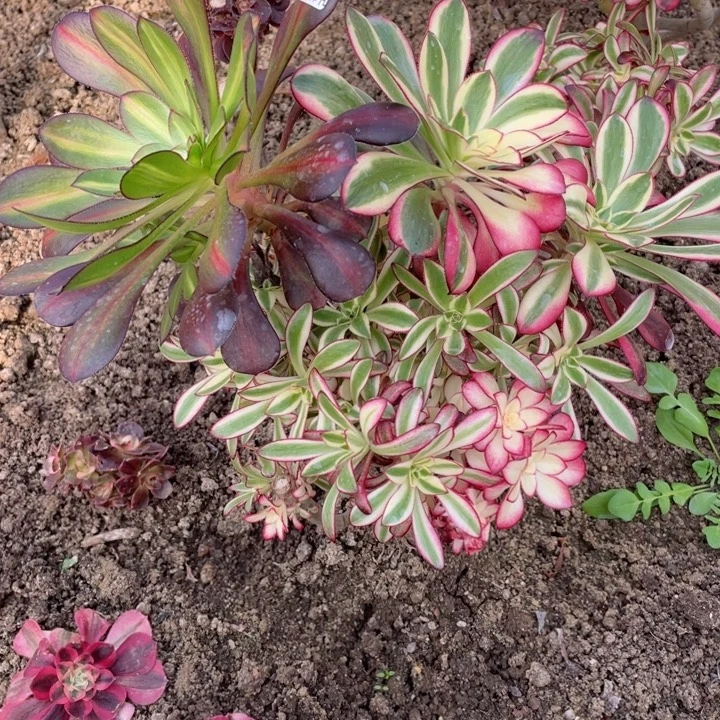 69冰淇淋有砍多肉12344578