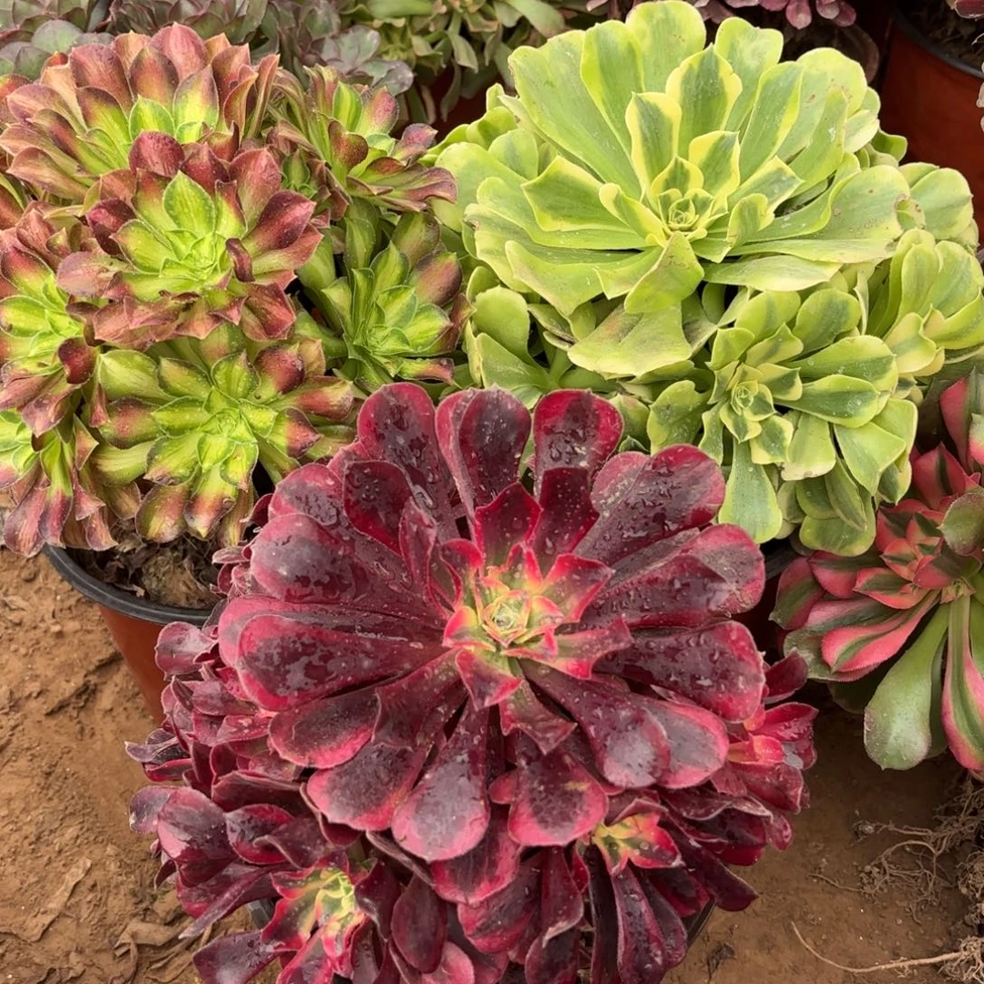 韶华超大，绿豆沙，美杜莎周正23.8