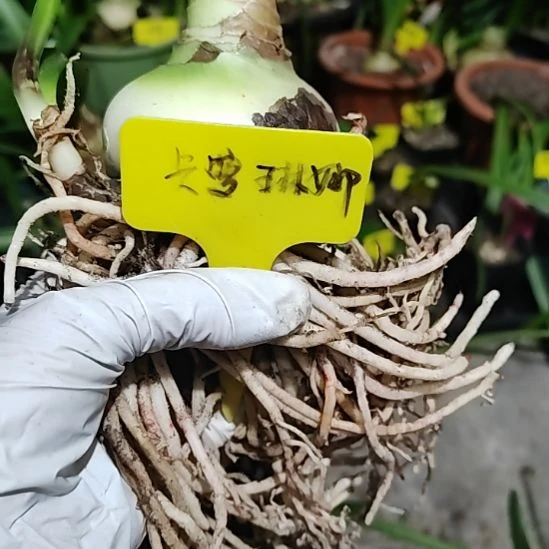 卡罗琳娜6.7*7.0带2侧