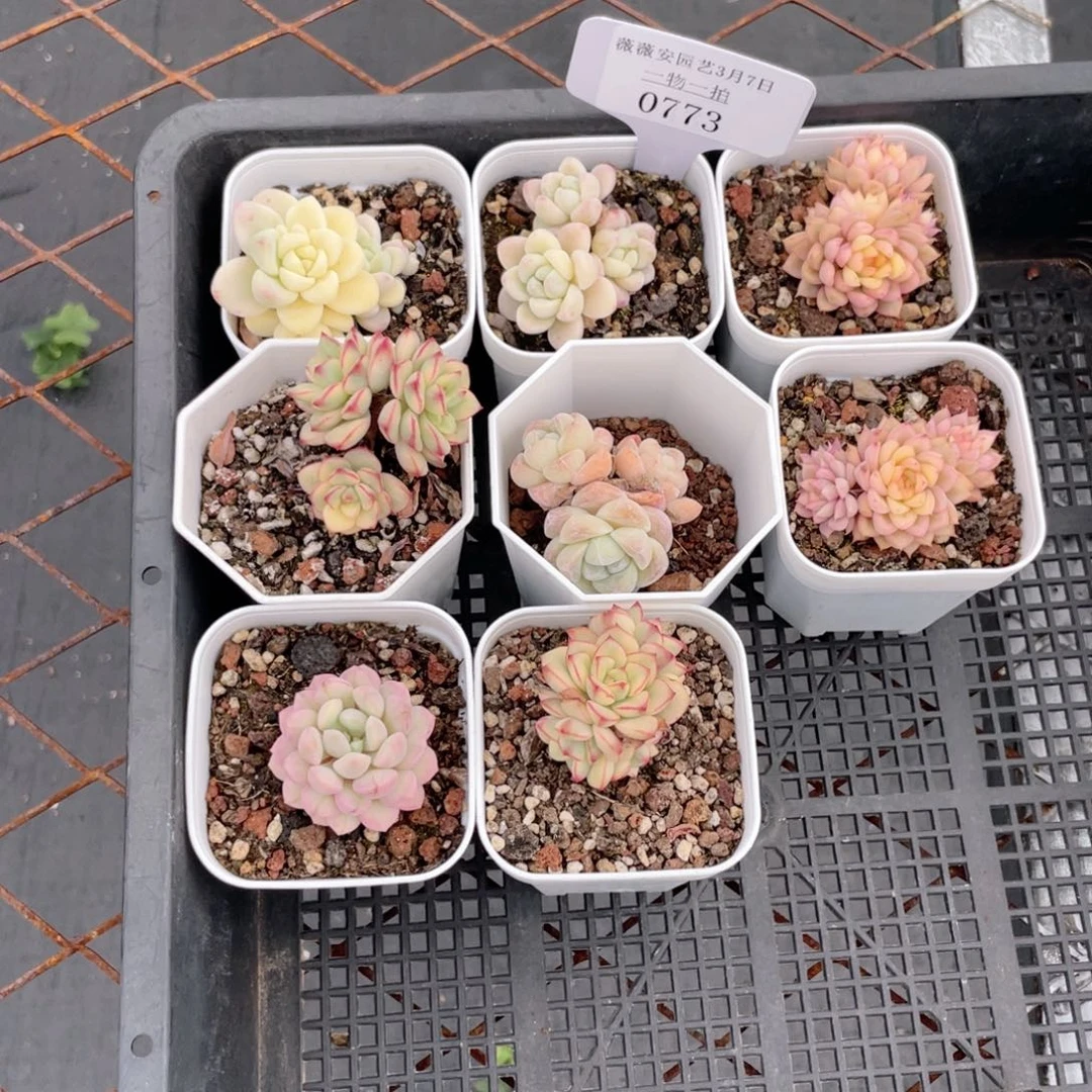 薇薇安园艺多肉0773