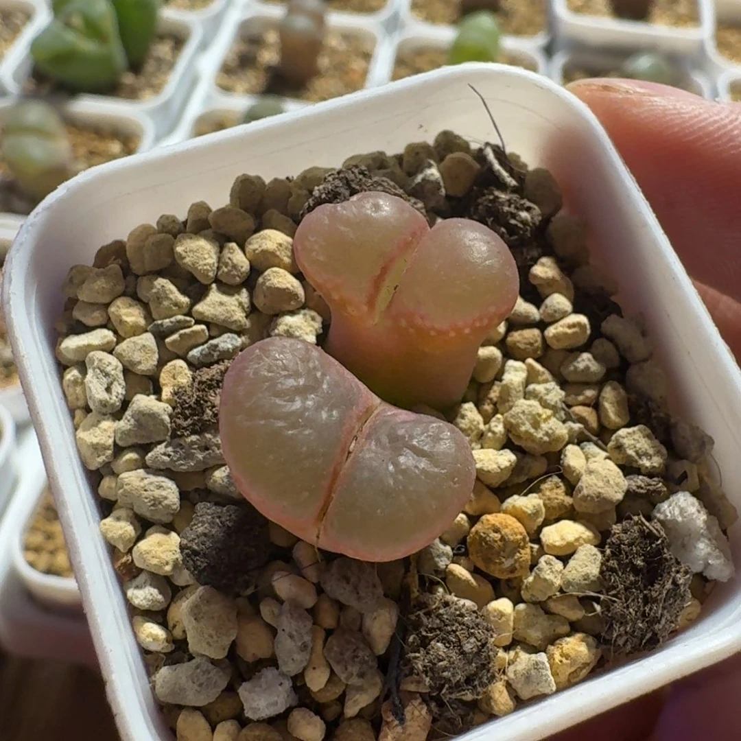 湖***任多肉................