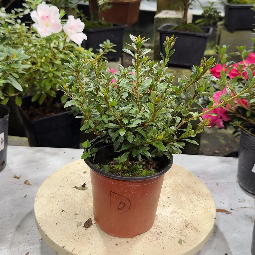 全部花苞日之丸杜鹃花