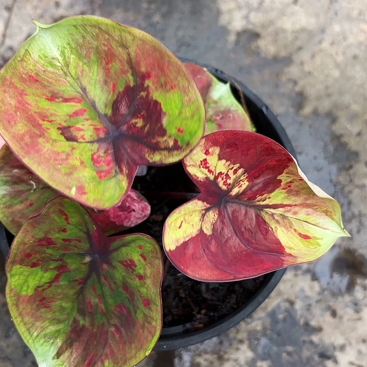 56-1213变异魔广东现货