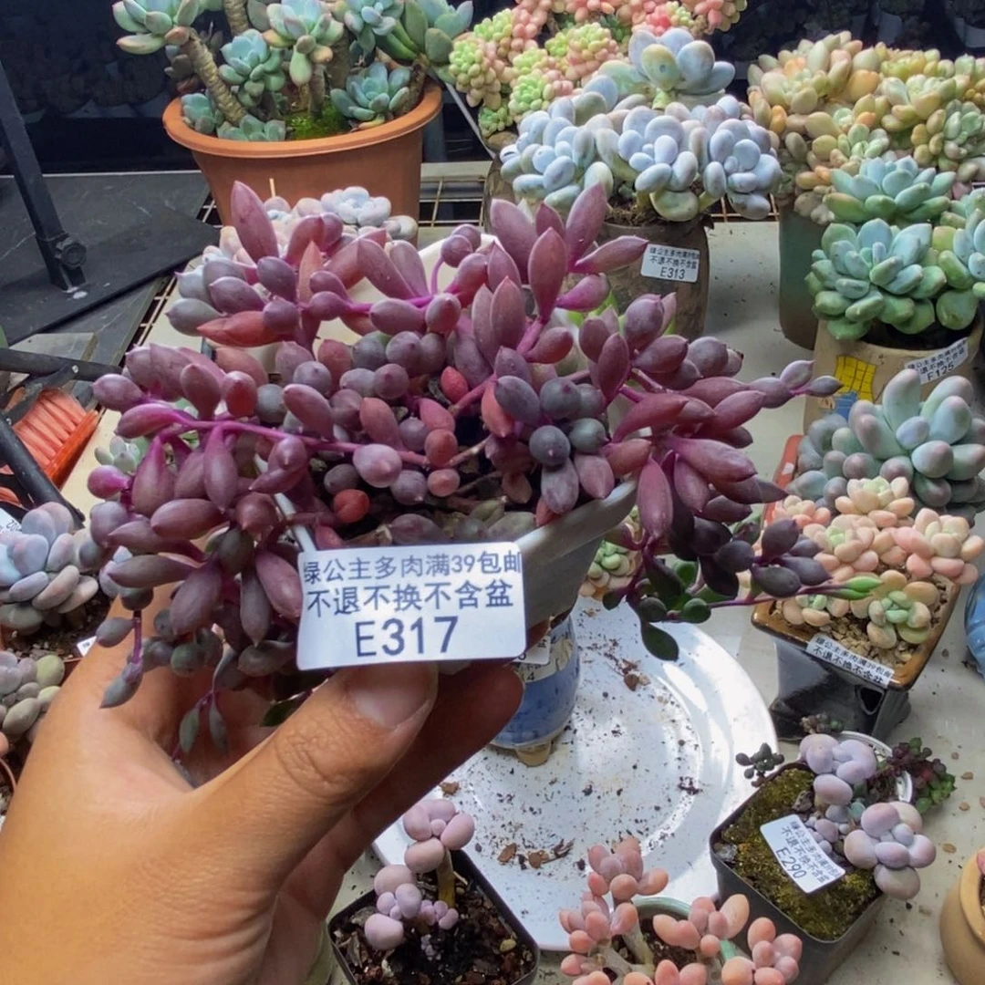 317紫泡泡多肉8c m