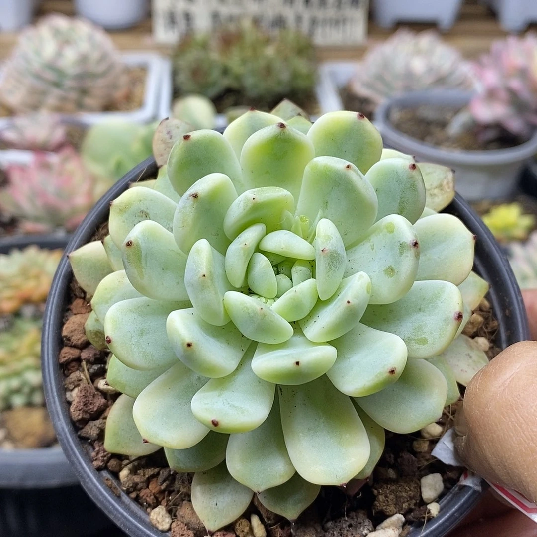 27121 雪爪覆轮锦 需延时发货