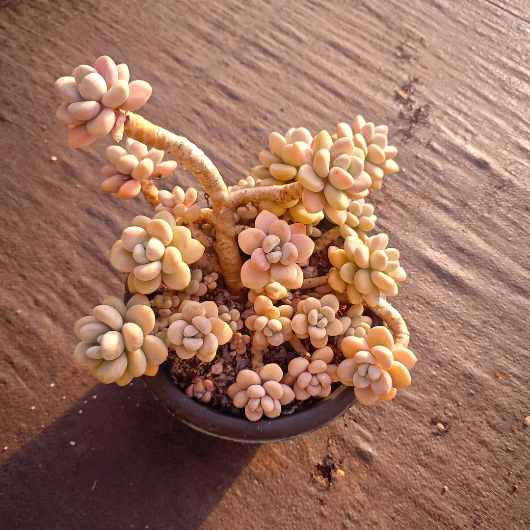 香水洛神230#云大A1棚 雪山多肉新手好看好养一单包邮