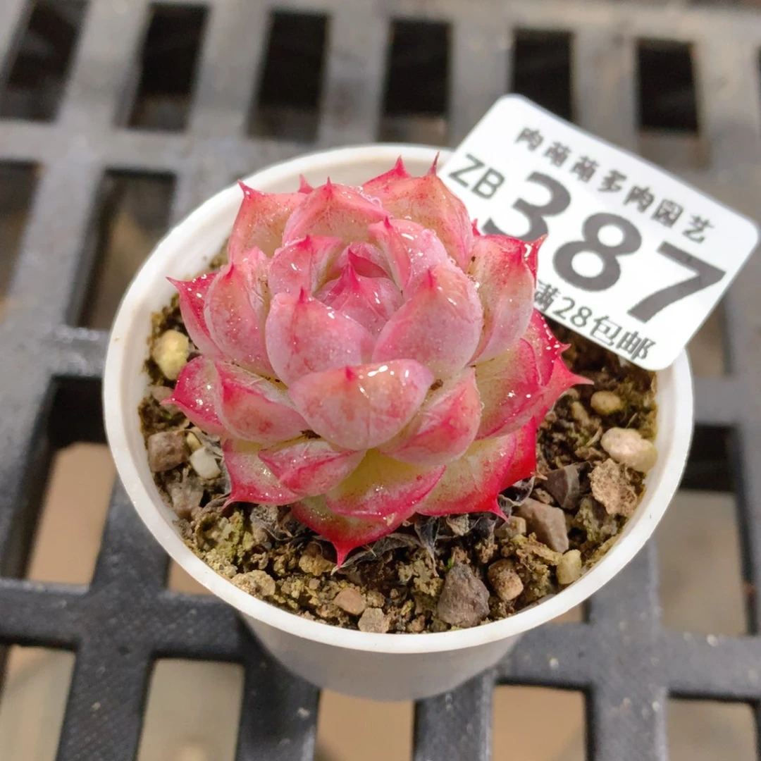 肉萌萌拇指盆精控多肉ZB387