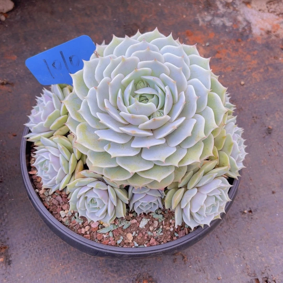 苏***苏1010号多肉植物一物一拍