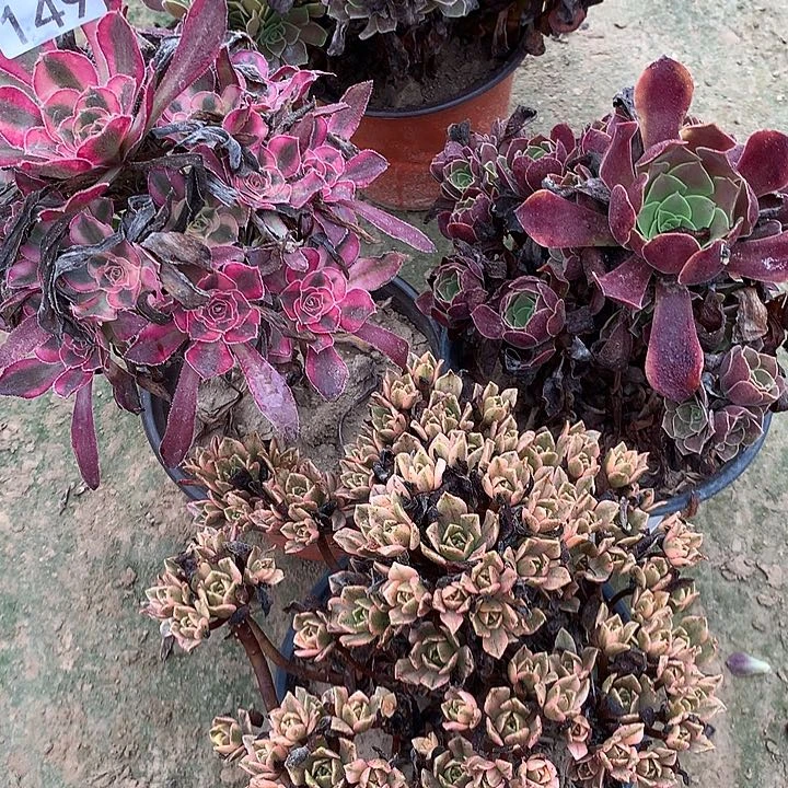 无花朵149三颗DVD植物组合