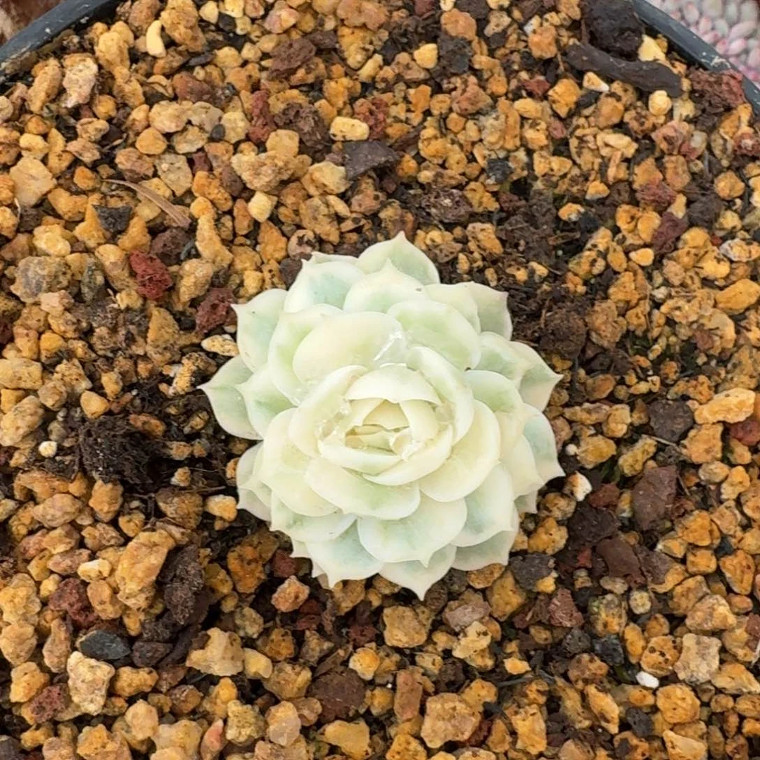 5厘米的尺寸一物一拍的