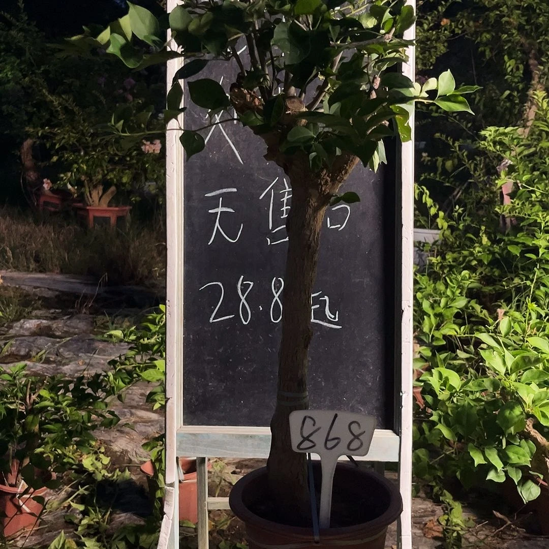 完全开放三角梅三角梅868