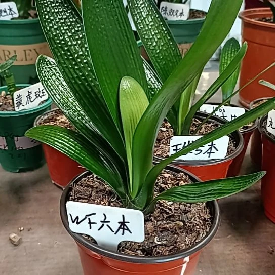 刘***健完全开放6本88888888888888