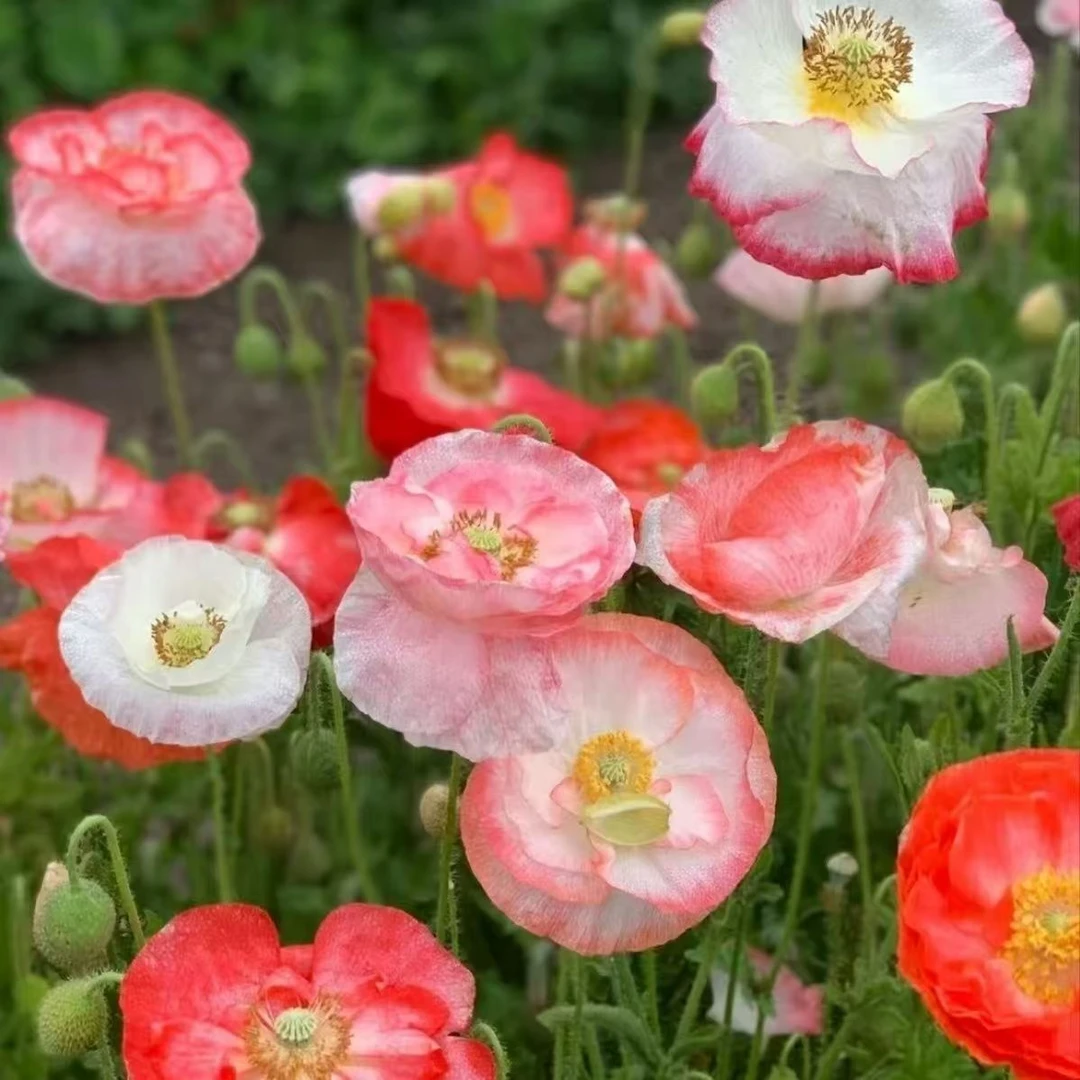 雪莉虞美人超多品种庭院花园植物盆栽成品苗