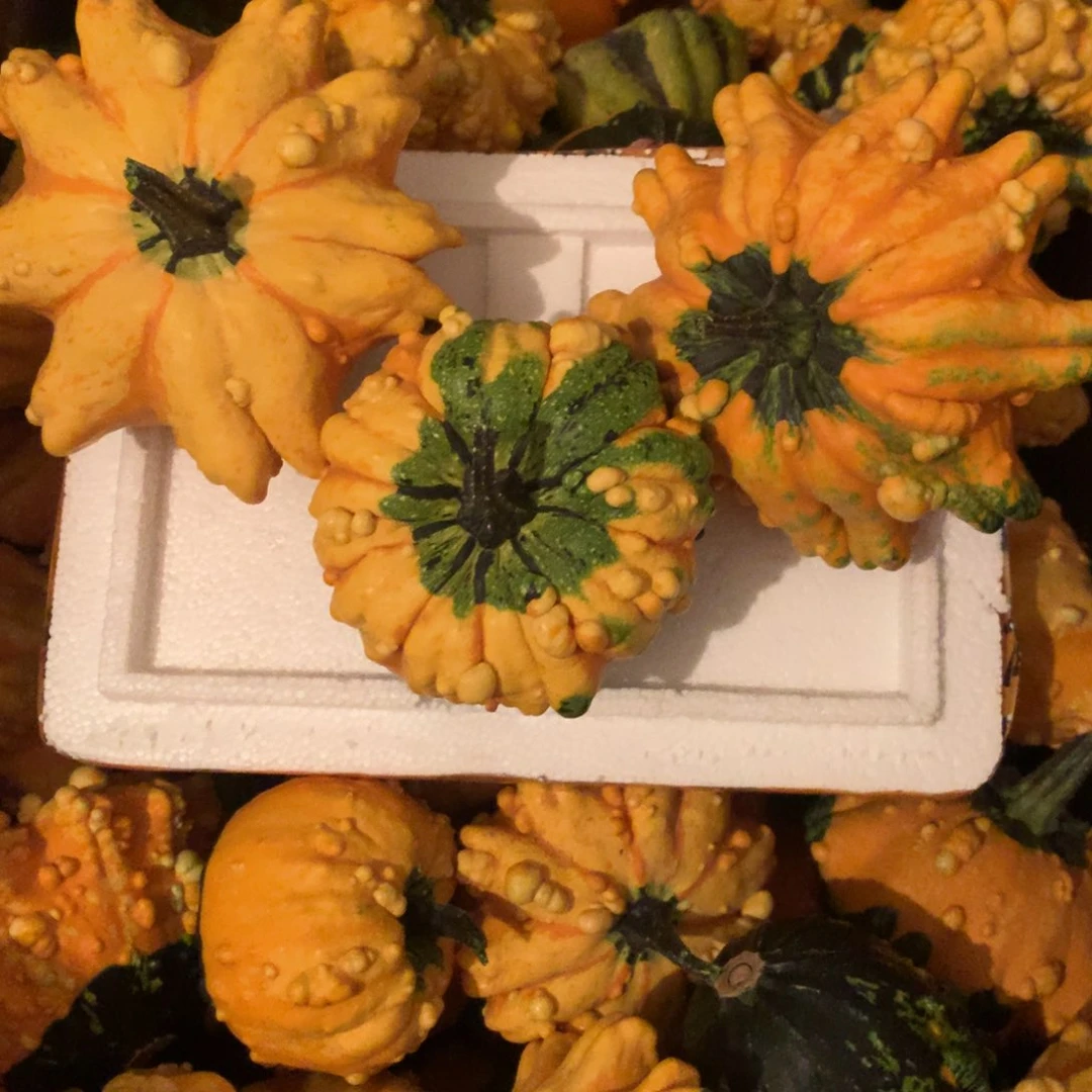 浓**香墨西哥！墨西哥！墨西哥