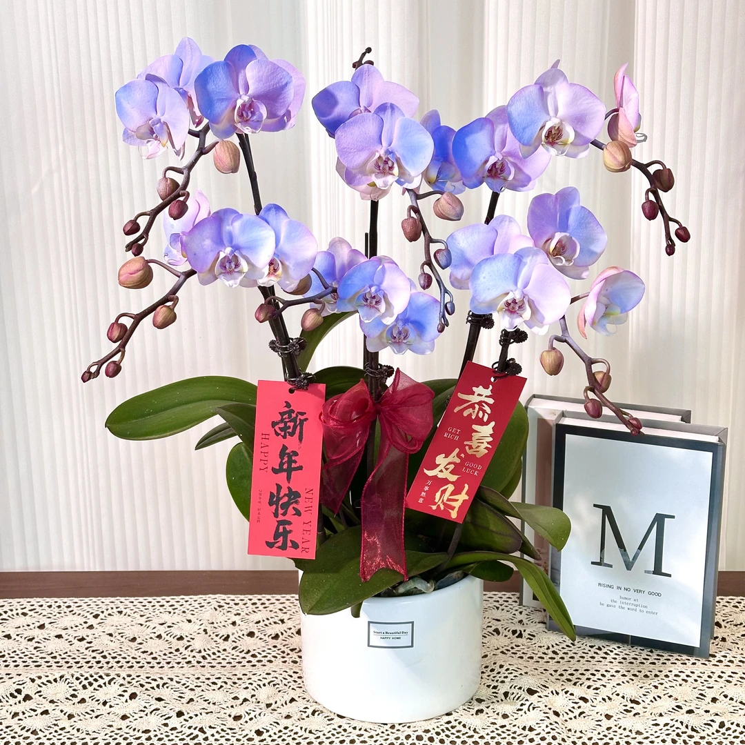 【浪漫极光】温柔系蝴蝶兰鲜花组盆 喷色开花株  年宵花  送人送礼