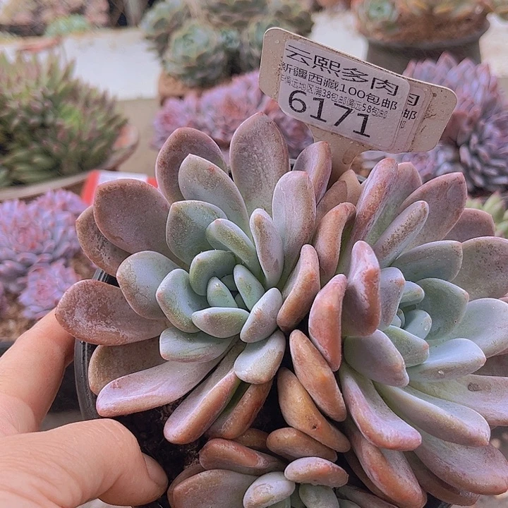 6171奥橙。