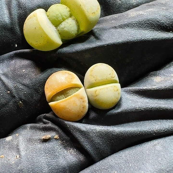 *️***生石花223333。   112