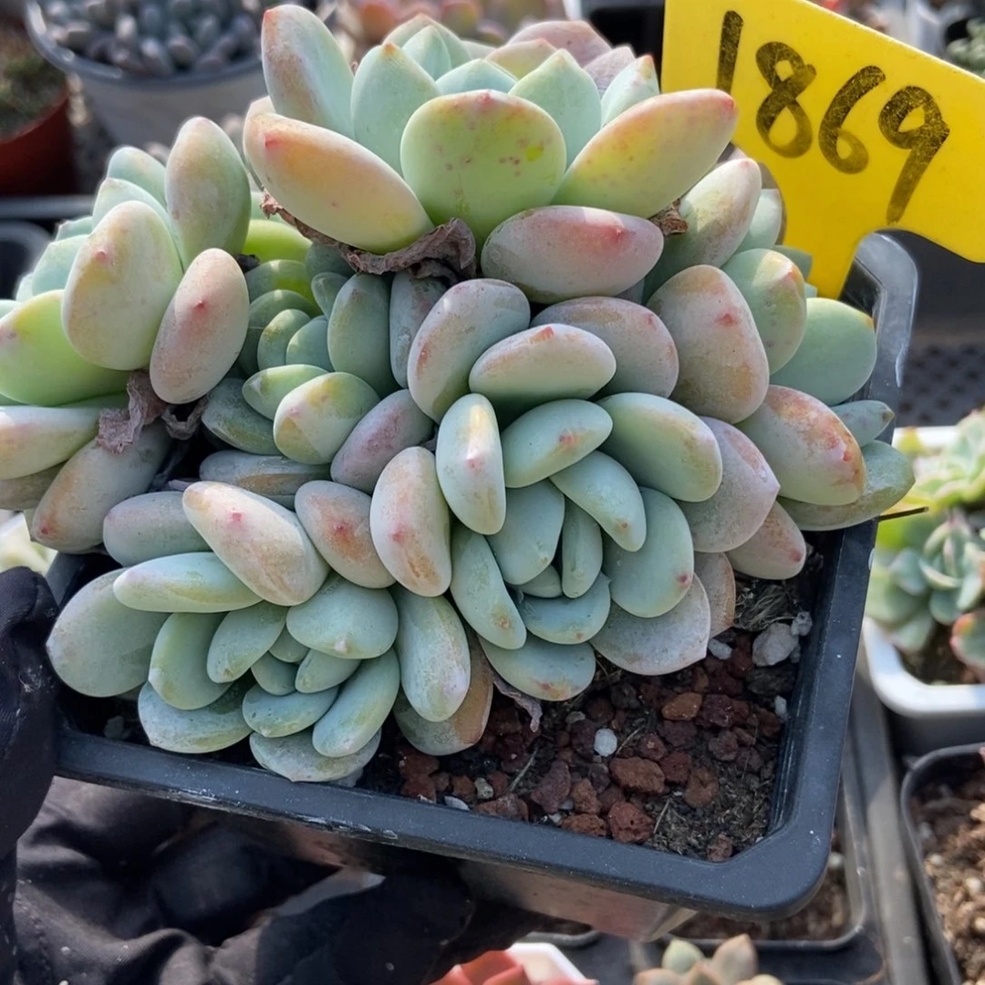 1869冷香多肉植物