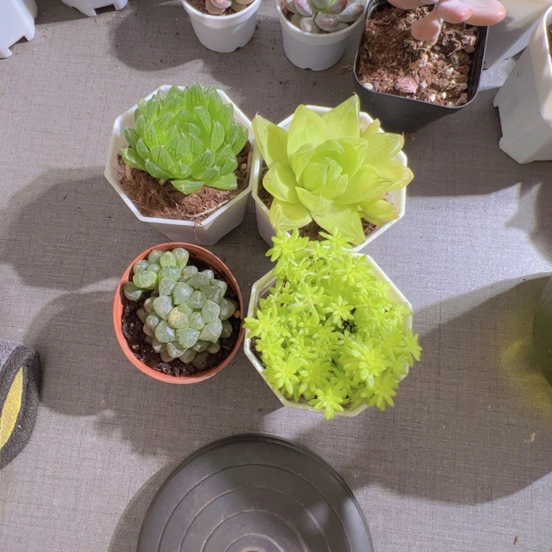 樱水晶 黄金玉露 黄金草 姬玉露