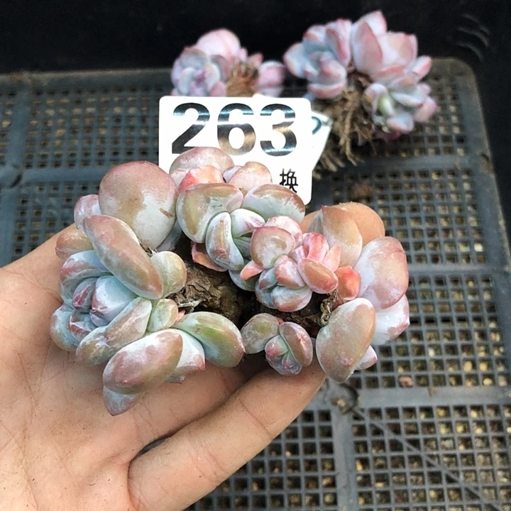 星影石榴籽福利出咯 263