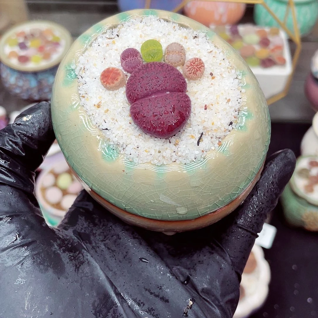 看会哥18包邮0610-191