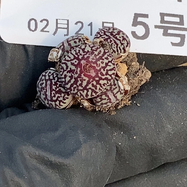 桃喜花园0221-5超墨大大大大福利