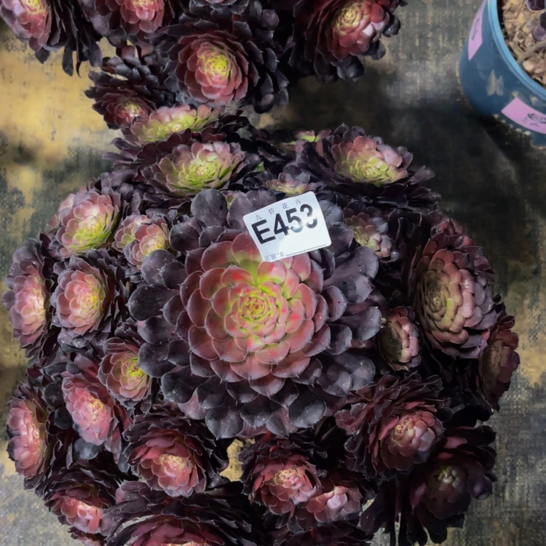 【闪购商品】45300