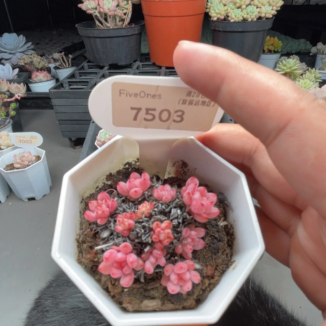 7503可爱泡泡4.0厘米