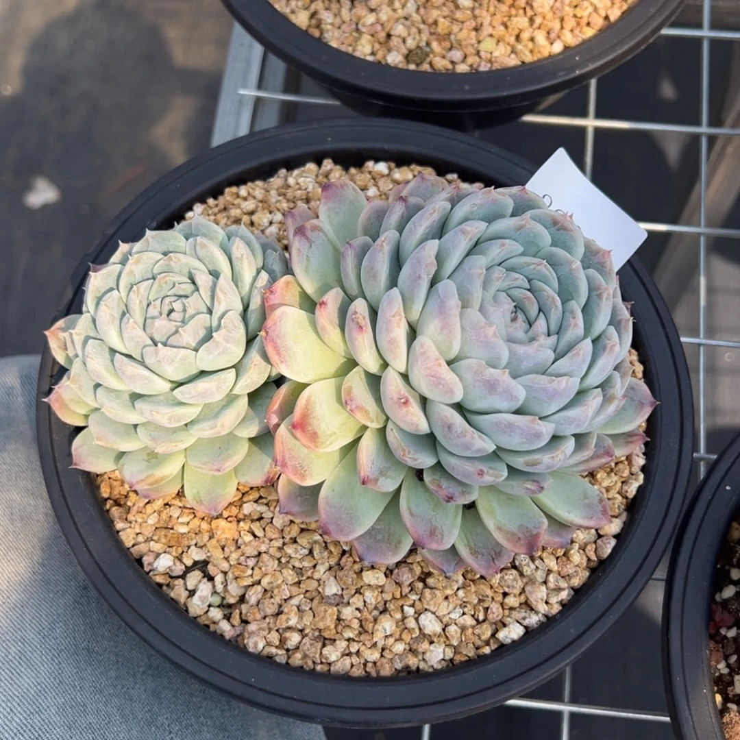 刚****坑3800多肉多多多多