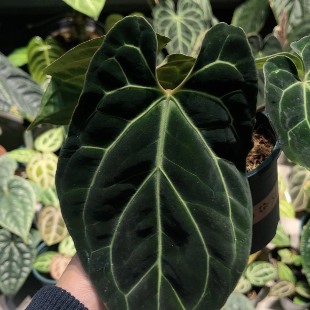 完全开放贝斯籽播