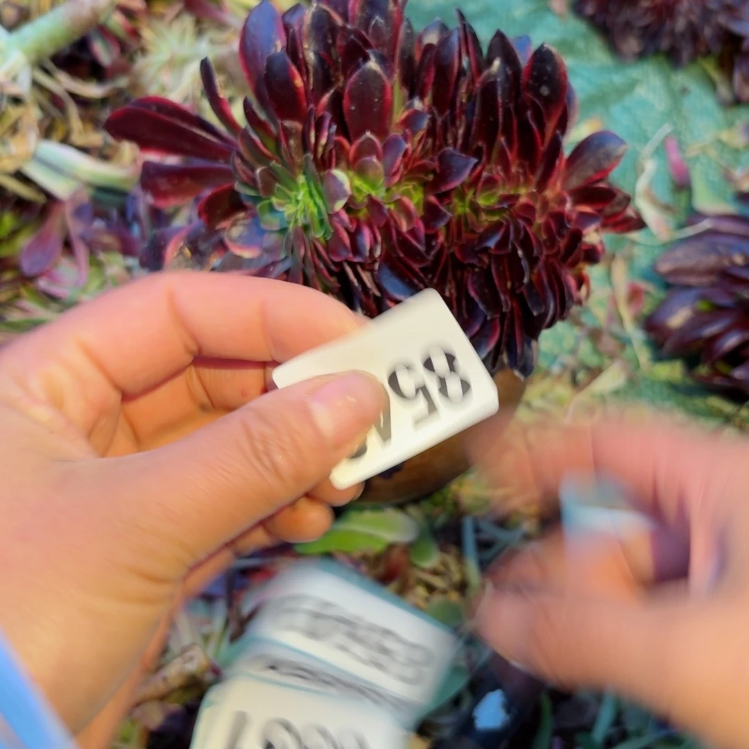 你8548 号多肉法师特价.