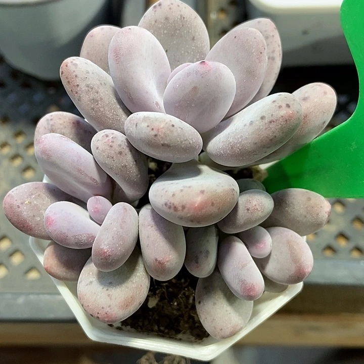 多肉植物桃美人837