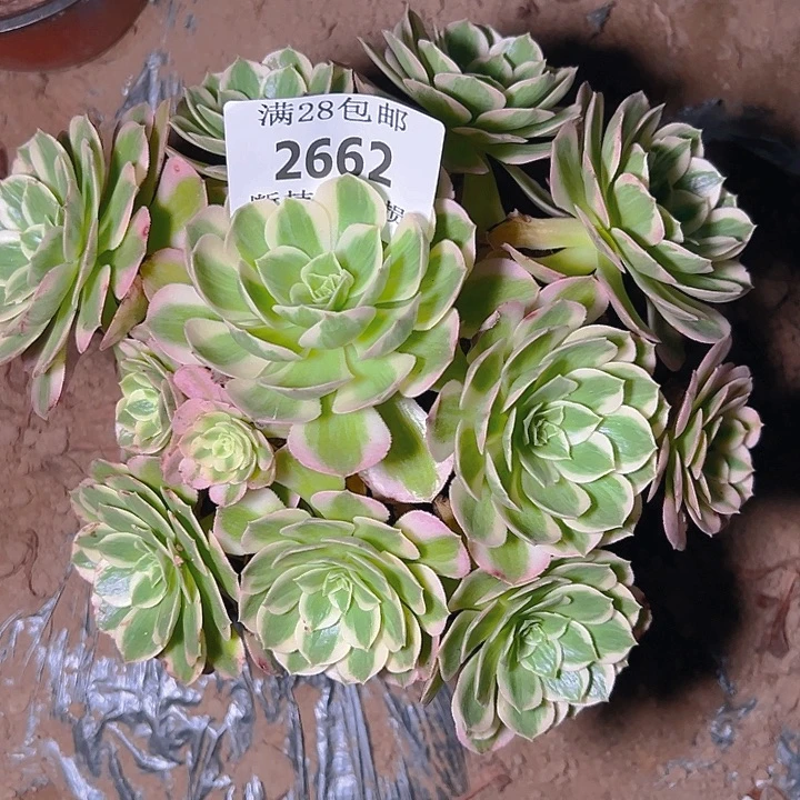 2662海仙多肉植物保护