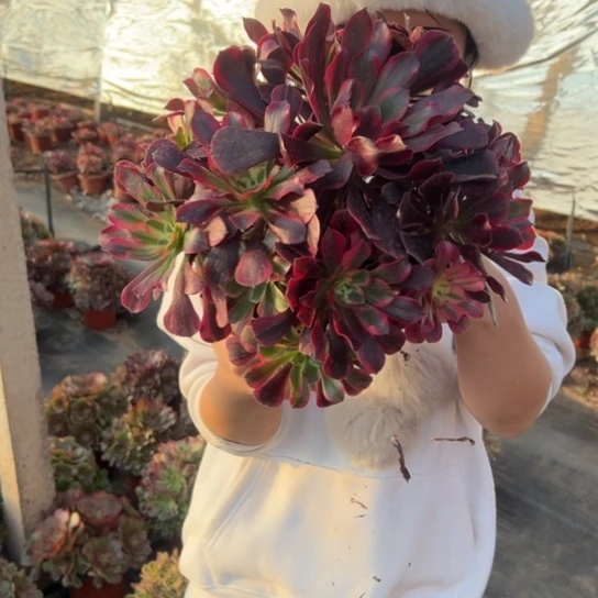 凤冠一颗包邮福利