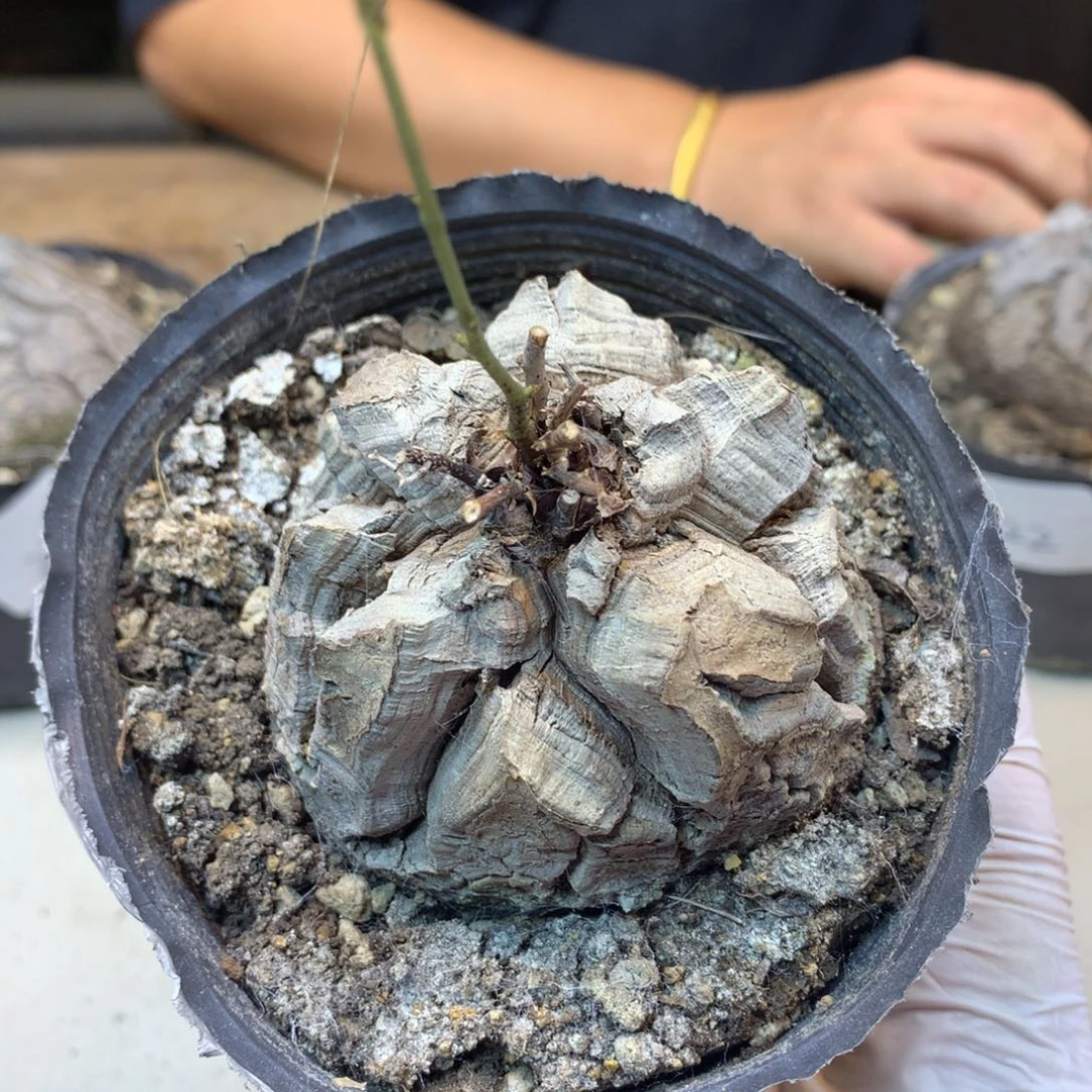 36号 实生龟甲龙7公分带盆土发货