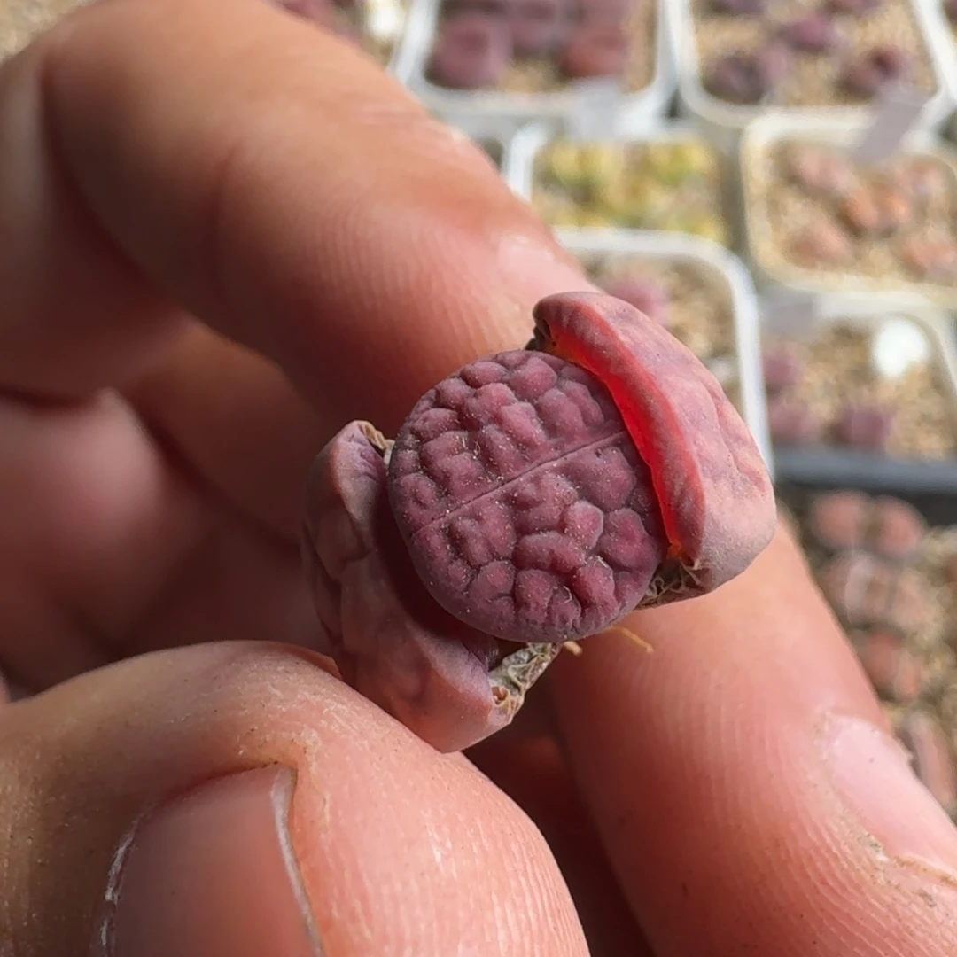 司*J963紫花纹三年多肉