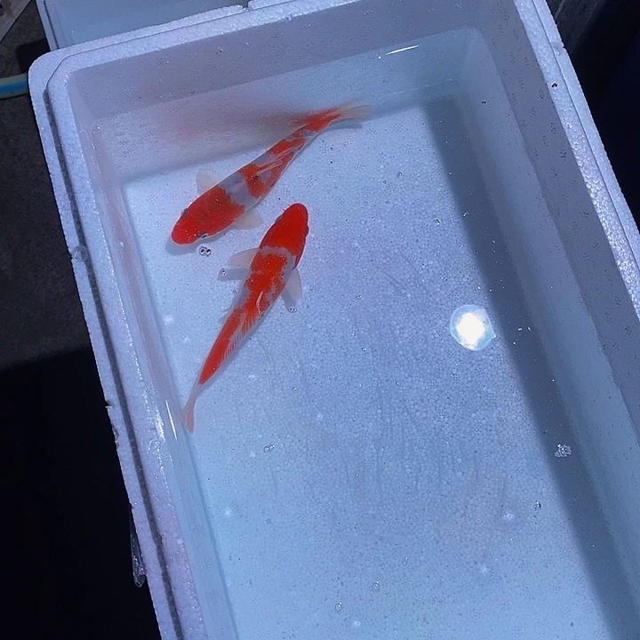 锦鲤锦鲤活鱼开箱包活