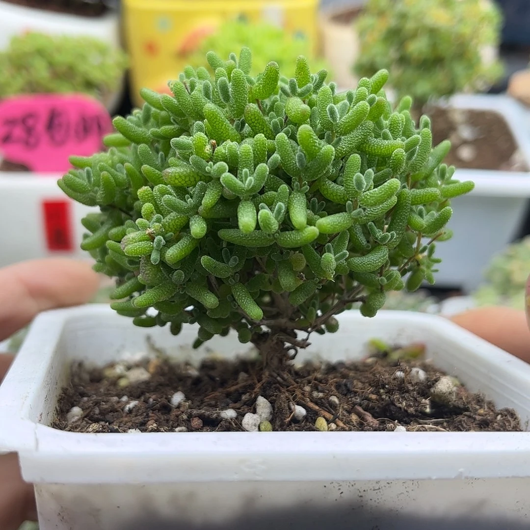 48蜜桔糖球优选枝干