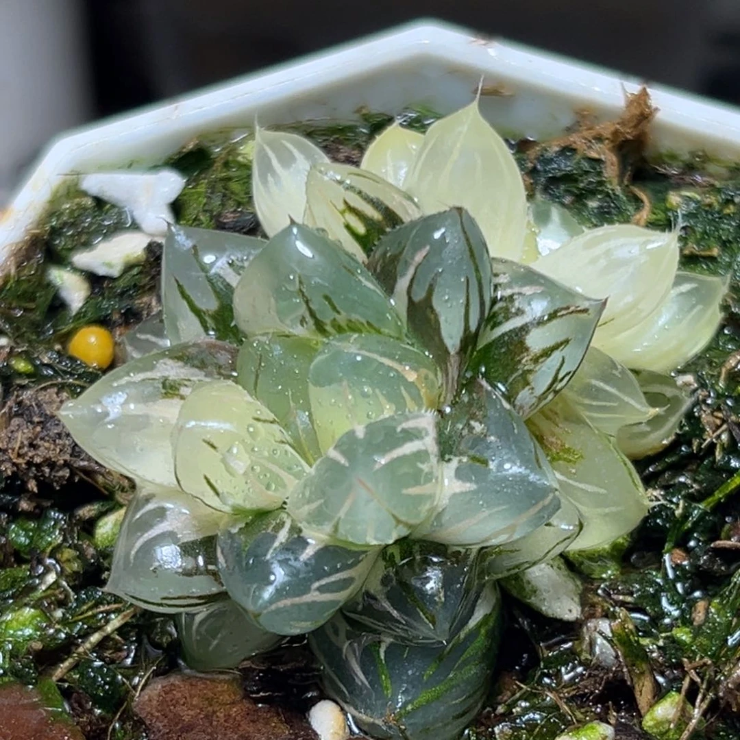 恭喜发财大吉大利0093