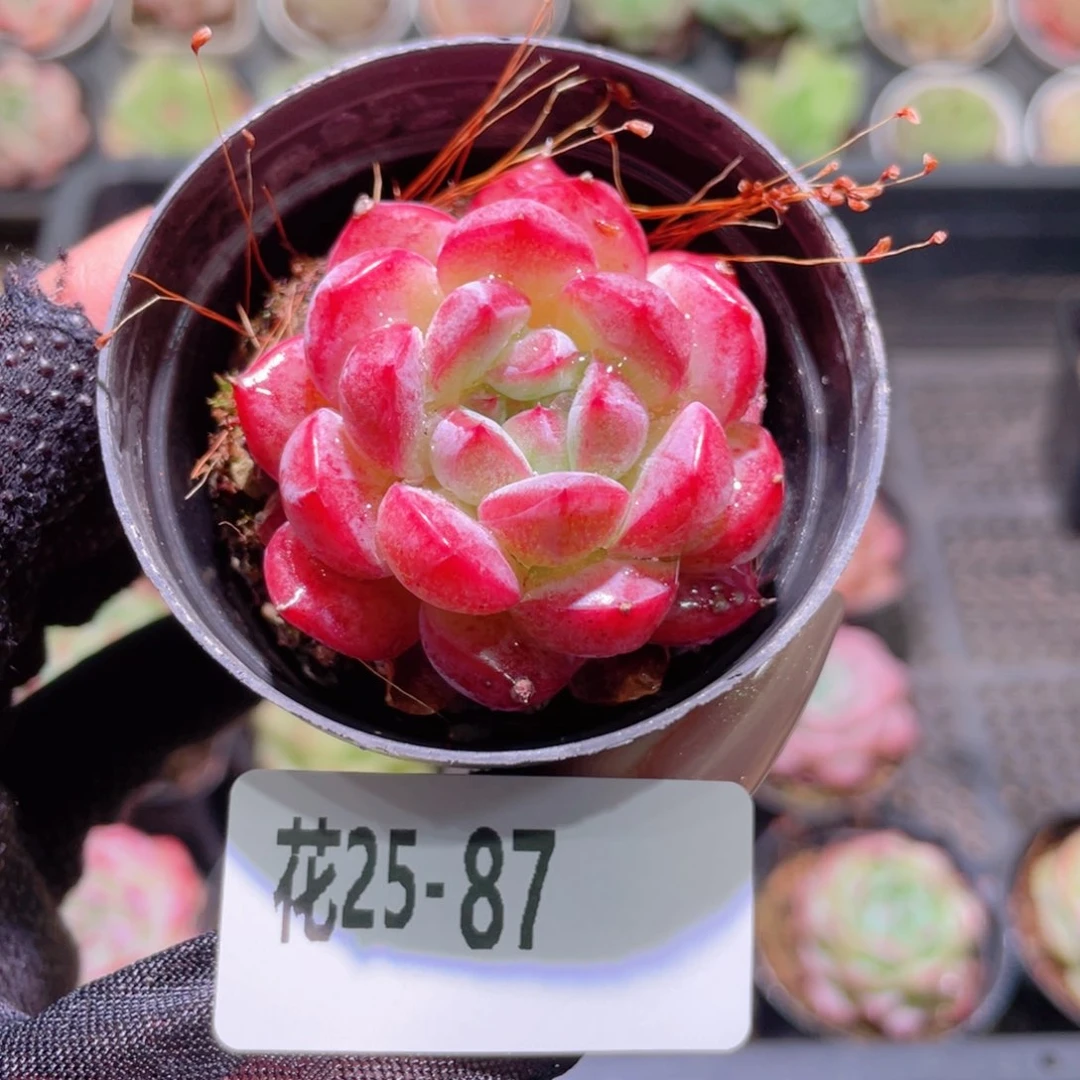 花利美25-87新品单头